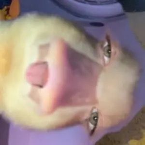 Meet your Posher, Anna